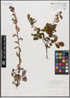 Foto von Salix aurita L.
